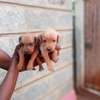 Chocolate Labrador puppies for rehoming thumb 1