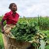 Are you an Employer looking for reliable staff/ Farm Workers? thumb 1