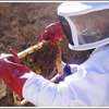 Bee Rescuers | Honey Bee Colony Removal Services thumb 6