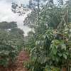 1088-Acres Coffee Farm for Sale in Githunguri Kiambu thumb 4