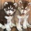 Siberian husky puppies for rehoming thumb 1