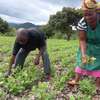 Bestcare Gardening Lower Kabete,Gigiri,Westlands,Langata thumb 2