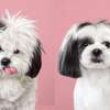 Best Pet Services & Dog Grooming In Nairobi.Professional Dog Groomers thumb 13
