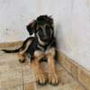 3.3 months Big Boned GSD Puppy Available thumb 0
