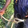 Bed Bug Pest Control in Donholm,Nyayo Estate,Fedha,Pipeline thumb 2