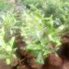 Grafted macadamia seedlings thumb 0