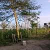 3 (50 by 100)  fertile land plots in Kamulu thumb 8