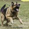 Dog Trainers in Nairob-Dog Training,Puppy Training Classes thumb 12