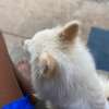 Japanese Spitz Purebred Male on quick sale thumb 1