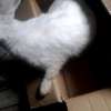 Quality Hybrid Rabbits thumb 2