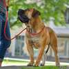 Expert Dog Trainers-Home Dog Training in Nairobi thumb 0