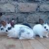 Rabbits kits available for sale thumb 2