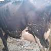 Powerful Frisian breed thumb 2