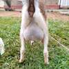 Torgen burger  Dairy Goats pedigree for sale thumb 1