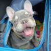 Beautiful French bulldog puppy ready for a new home thumb 0