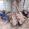 Dangerous Tree Cutting, Tree Trimming, Tree Felling- 100% satisfaction guaranteed thumb 4
