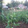 Beautiful one eighth plots in Ngong thumb 2
