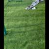 Grass carpets for your beautiful space thumb 6