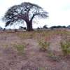 1/4 An Acre Plots For Sale Weighbridge,Malindi thumb 5