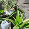 Ported Aloe Vera Plant thumb 6