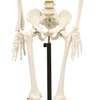 Medical Education Use Skeleton Model 168cm thumb 1