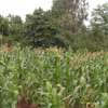 0.113 ac residential land for sale in Ngong thumb 5