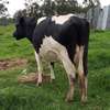 Frisian dairy cow thumb 1