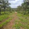 Quarter acre piece of land for sale at Vipingo-Gongoni 2477 thumb 7