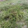 Kitengela 1/8 acre, 600m from main road. thumb 1