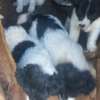 1-3 Months Purebreed Border Collie Puppy thumb 1