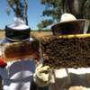 24Hr Bee Control Service | Bee Removal Service. Call Us 24/7-Free Quote thumb 4