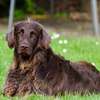 Home Dog Training-Dog Obedience & Behavior Training thumb 8