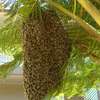 Bee nest removal.We guarantee the lowest price.Call the experts today. thumb 3