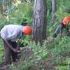 Tree Removal Service & Cutting Professionals .Very Affordable & Guaranteed. thumb 9