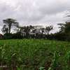 50/100 plot at shinners boys, Kiungururia, Nakuru thumb 3