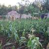 Lovely One Eighth Plot in Ngong thumb 11