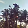 Tree Cutting Services - Professional Tree Removal Services thumb 4