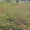 Affordable land for sale in Isinya thumb 2