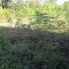 1/4 acre for sell in Busia county,teso south thumb 0