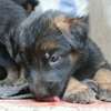 New gsd puppies thumb 3