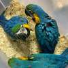 Young Blue and Gold Macaw parrots . thumb 1
