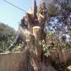 Professional Tree Removal - Contact Us For a Free Estimate thumb 7