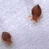 ‎Bed Bug Pest Control Spring Valley,Mountain View,Kangemi thumb 1