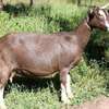 Dairy Goat Brown Milk Producer Healthy Mature thumb 1