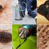Bed Bug Fumigation and Pest Control Services Company thumb 8