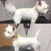 Mobile Dog Grooming | Mobile Dog wash | Pet grooming | Dog Grooming Nairobi thumb 10