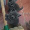 British shorthair kittens for adoption. thumb 2