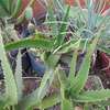 Ported Aloe Vera Plant thumb 2