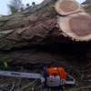 Tree Felling & Removal Professionals.Lowest Price Guarantee. thumb 0