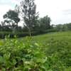 0.5 ac Residential Land in Thome thumb 0